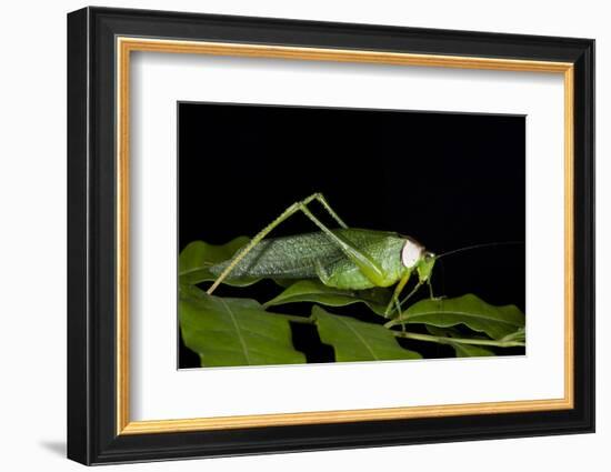 Collared Katydid (Euceraia), Yasuni NP, Amazon Rainforest, Ecuador-Pete Oxford-Framed Photographic Print