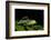 Collared Katydid (Euceraia), Yasuni NP, Amazon Rainforest, Ecuador-Pete Oxford-Framed Photographic Print