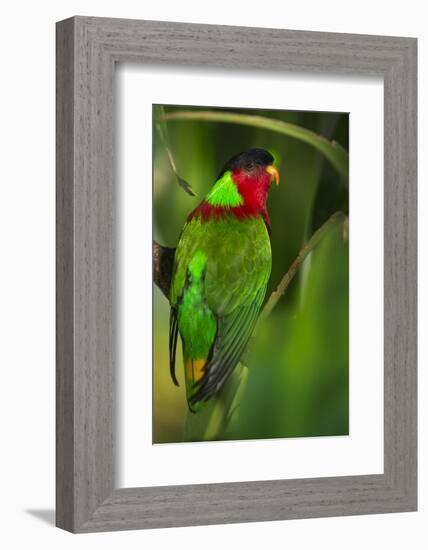 Collared Lory, Endemic to Fiji, Captive-Pete Oxford-Framed Photographic Print