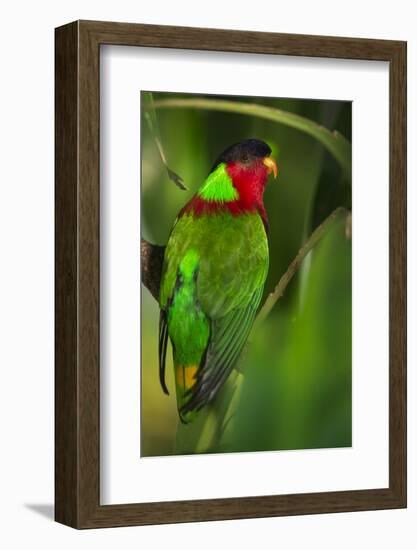 Collared Lory, Endemic to Fiji, Captive-Pete Oxford-Framed Photographic Print