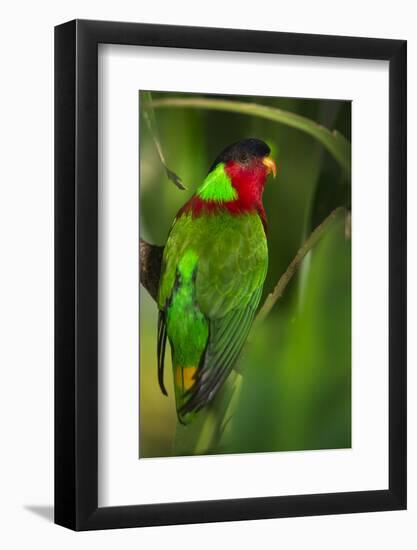 Collared Lory, Endemic to Fiji, Captive-Pete Oxford-Framed Photographic Print