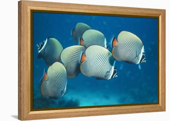 Collared Pakistan Butterfly Fish-null-Framed Premier Image Canvas