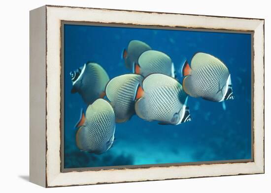 Collared Pakistan Butterfly Fish-null-Framed Premier Image Canvas