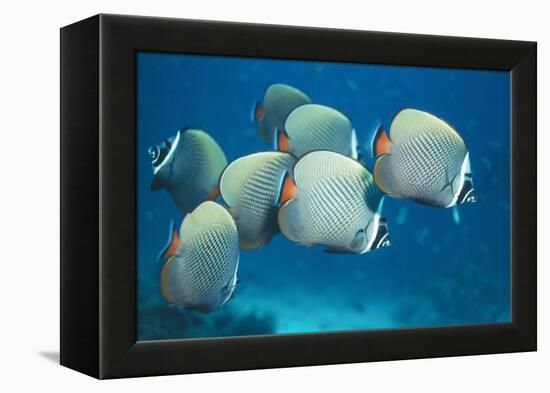 Collared Pakistan Butterfly Fish-null-Framed Premier Image Canvas