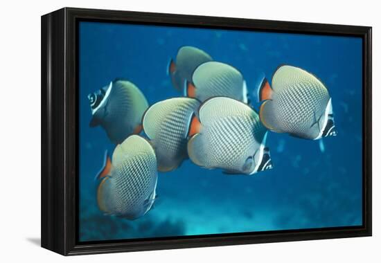 Collared Pakistan Butterfly Fish-null-Framed Premier Image Canvas