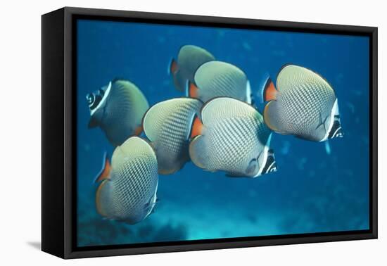 Collared Pakistan Butterfly Fish-null-Framed Premier Image Canvas