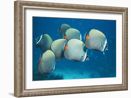 Collared Pakistan Butterfly Fish-null-Framed Photographic Print