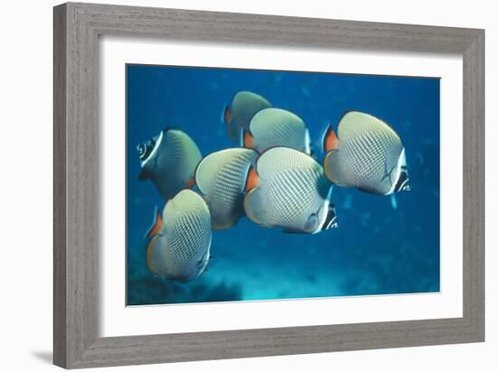 Collared Pakistan Butterfly Fish-null-Framed Photographic Print