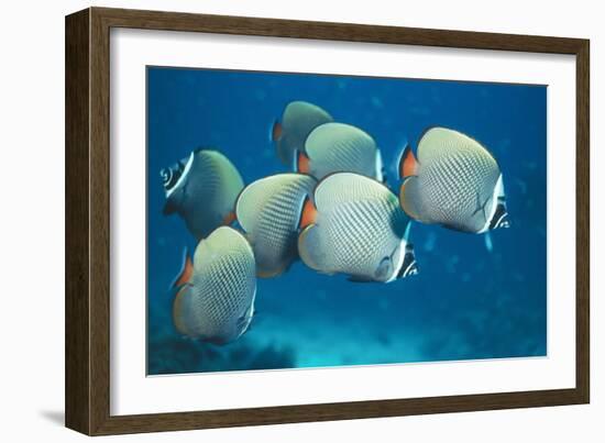 Collared Pakistan Butterfly Fish-null-Framed Photographic Print