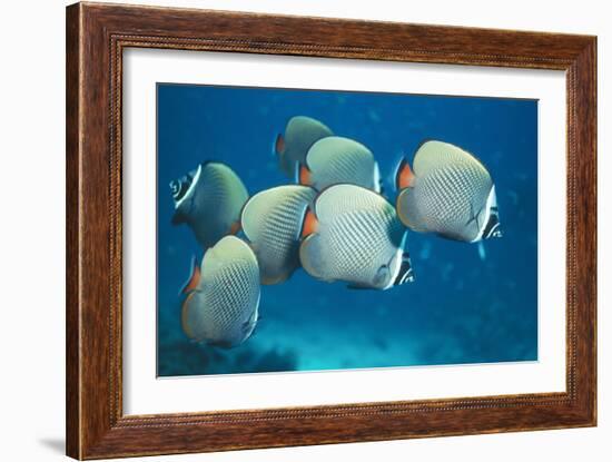 Collared Pakistan Butterfly Fish-null-Framed Photographic Print