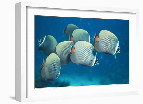 Collared Pakistan Butterfly Fish-null-Framed Photographic Print