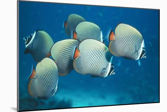 Collared Pakistan Butterfly Fish-null-Mounted Photographic Print