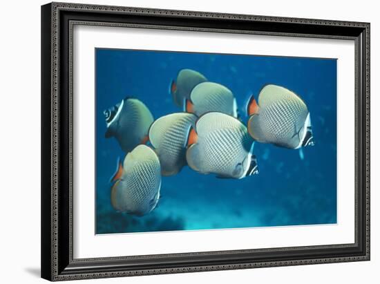 Collared Pakistan Butterfly Fish-null-Framed Photographic Print