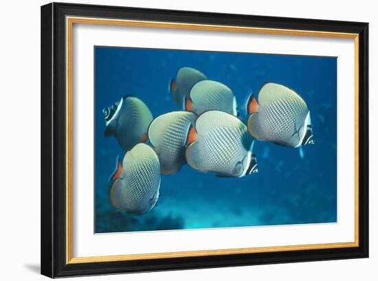 Collared Pakistan Butterfly Fish-null-Framed Photographic Print