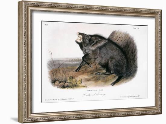 Collared Peccary, 1846-John James Audubon-Framed Giclee Print