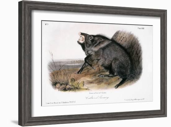 Collared Peccary, 1846-John James Audubon-Framed Giclee Print