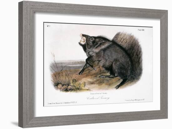 Collared Peccary, 1846-John James Audubon-Framed Giclee Print