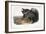 Collared Peccary, 1846-John James Audubon-Framed Giclee Print