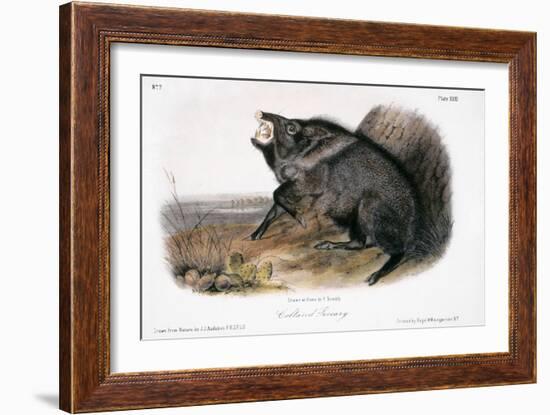 Collared Peccary, 1846-John James Audubon-Framed Giclee Print