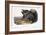 Collared Peccary, 1846-John James Audubon-Framed Giclee Print