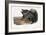 Collared Peccary, 1846-John James Audubon-Framed Giclee Print