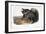 Collared Peccary, 1846-John James Audubon-Framed Giclee Print