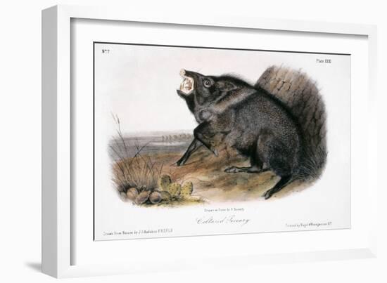 Collared Peccary, 1846-John James Audubon-Framed Giclee Print