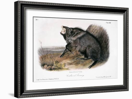 Collared Peccary, 1846-John James Audubon-Framed Giclee Print