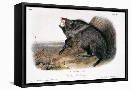 Collared Peccary, 1846-John James Audubon-Framed Premier Image Canvas