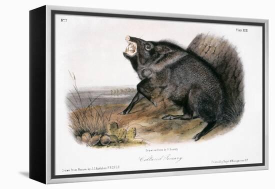 Collared Peccary, 1846-John James Audubon-Framed Premier Image Canvas