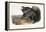 Collared Peccary, 1846-John James Audubon-Framed Premier Image Canvas
