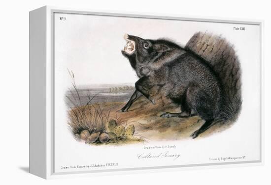 Collared Peccary, 1846-John James Audubon-Framed Premier Image Canvas