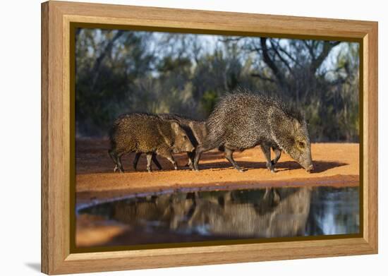 Collared Peccary Family at Pond-Larry Ditto-Framed Premier Image Canvas