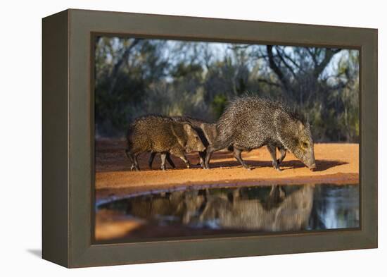 Collared Peccary Family at Pond-Larry Ditto-Framed Premier Image Canvas