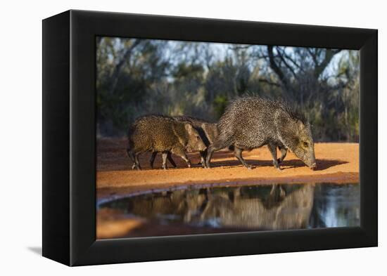 Collared Peccary Family at Pond-Larry Ditto-Framed Premier Image Canvas