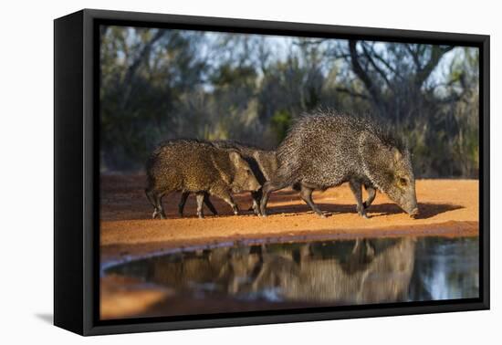 Collared Peccary Family at Pond-Larry Ditto-Framed Premier Image Canvas