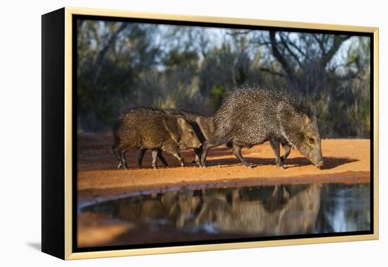 Collared Peccary Family at Pond-Larry Ditto-Framed Premier Image Canvas