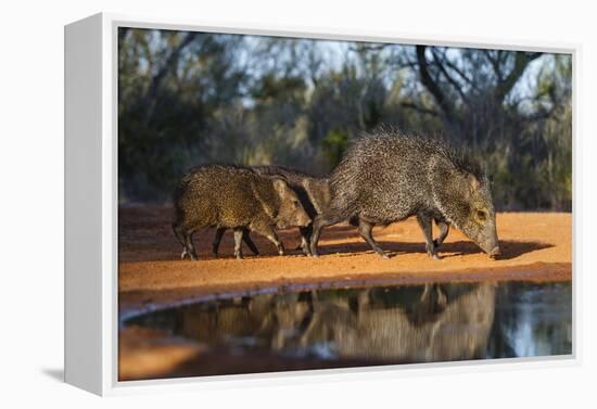 Collared Peccary Family at Pond-Larry Ditto-Framed Premier Image Canvas