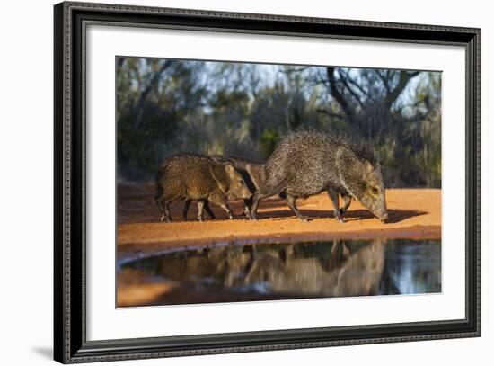 Collared Peccary Family at Pond-Larry Ditto-Framed Photographic Print