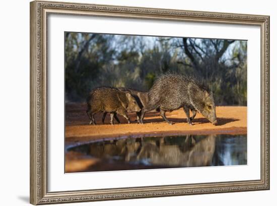 Collared Peccary Family at Pond-Larry Ditto-Framed Photographic Print