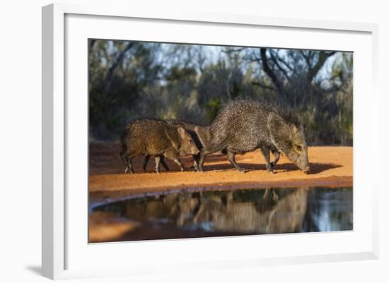 Collared Peccary Family at Pond-Larry Ditto-Framed Photographic Print