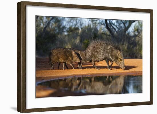 Collared Peccary Family at Pond-Larry Ditto-Framed Photographic Print