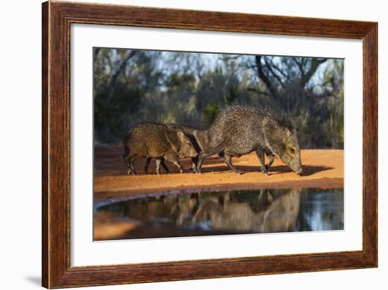 Collared Peccary Family at Pond-Larry Ditto-Framed Photographic Print