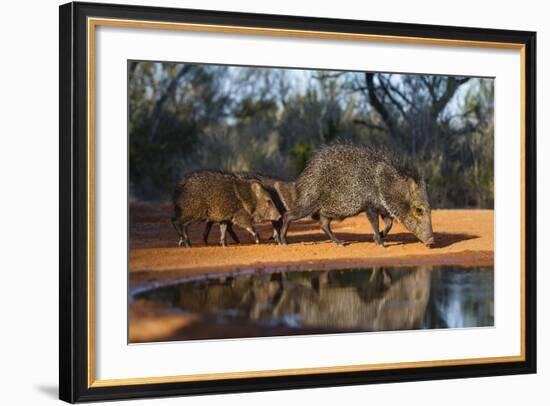 Collared Peccary Family at Pond-Larry Ditto-Framed Photographic Print