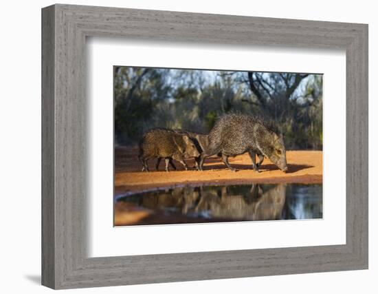 Collared Peccary Family at Pond-Larry Ditto-Framed Photographic Print