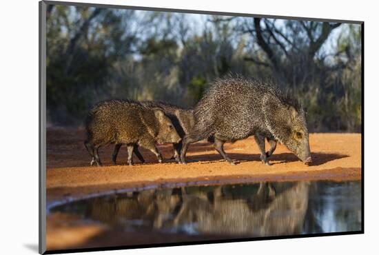 Collared Peccary Family at Pond-Larry Ditto-Mounted Photographic Print