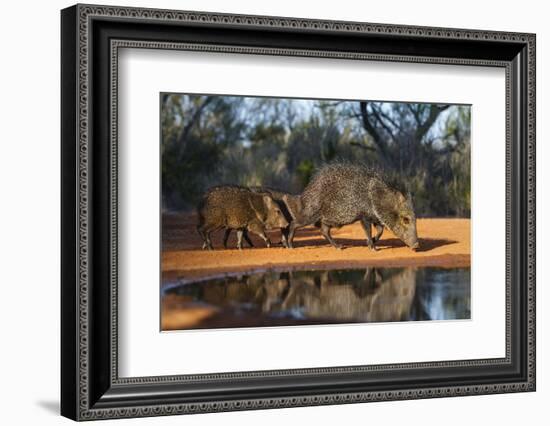 Collared Peccary Family at Pond-Larry Ditto-Framed Photographic Print