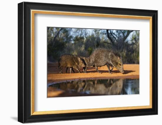 Collared Peccary Family at Pond-Larry Ditto-Framed Photographic Print