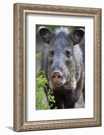 Collared Peccary (Pecari Tajacu) Laredo Borderlands, Texas, USA. April-Claudio Contreras-Framed Photographic Print