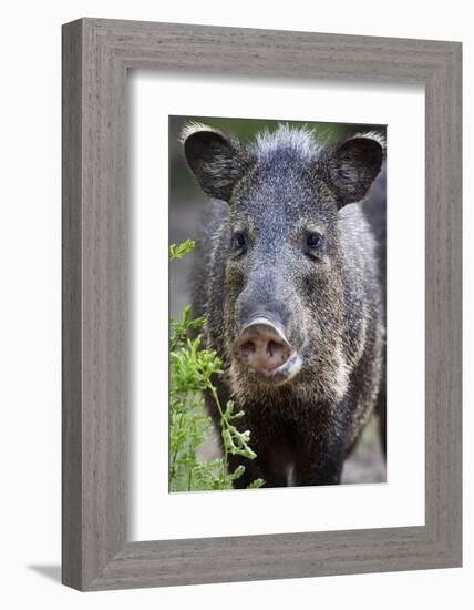 Collared Peccary (Pecari Tajacu) Laredo Borderlands, Texas, USA. April-Claudio Contreras-Framed Photographic Print